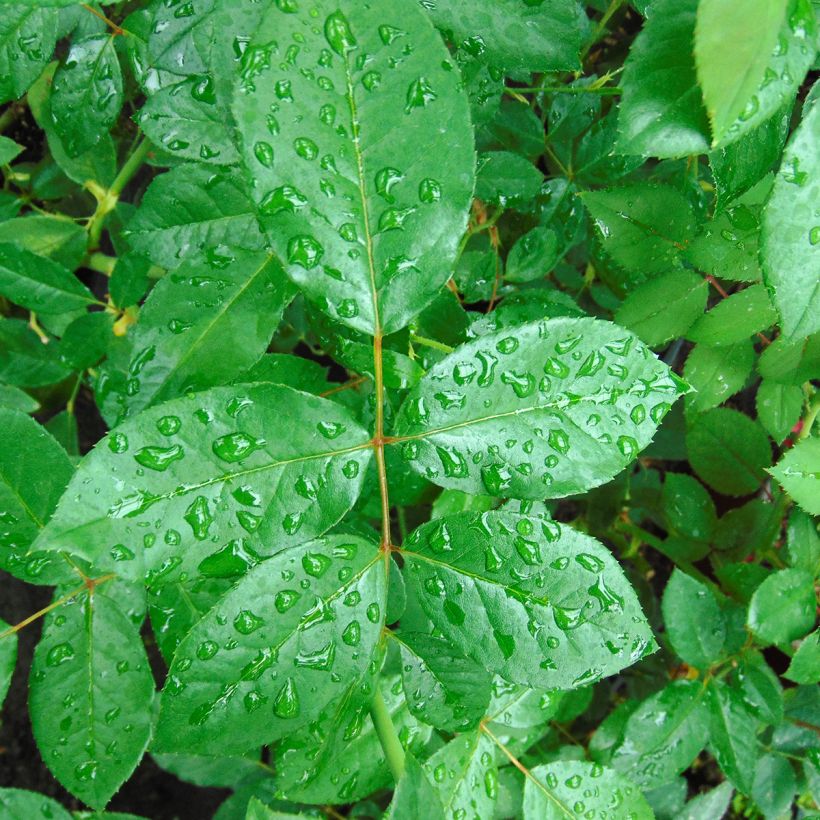 Rosa Schneewalzer (Foliage)