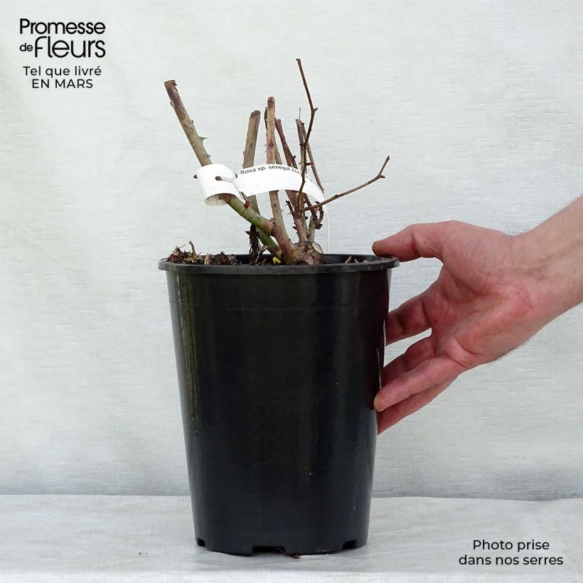 Rosa Sénégal - Climbing Rose 4L/5L pot sample as delivered in winter
