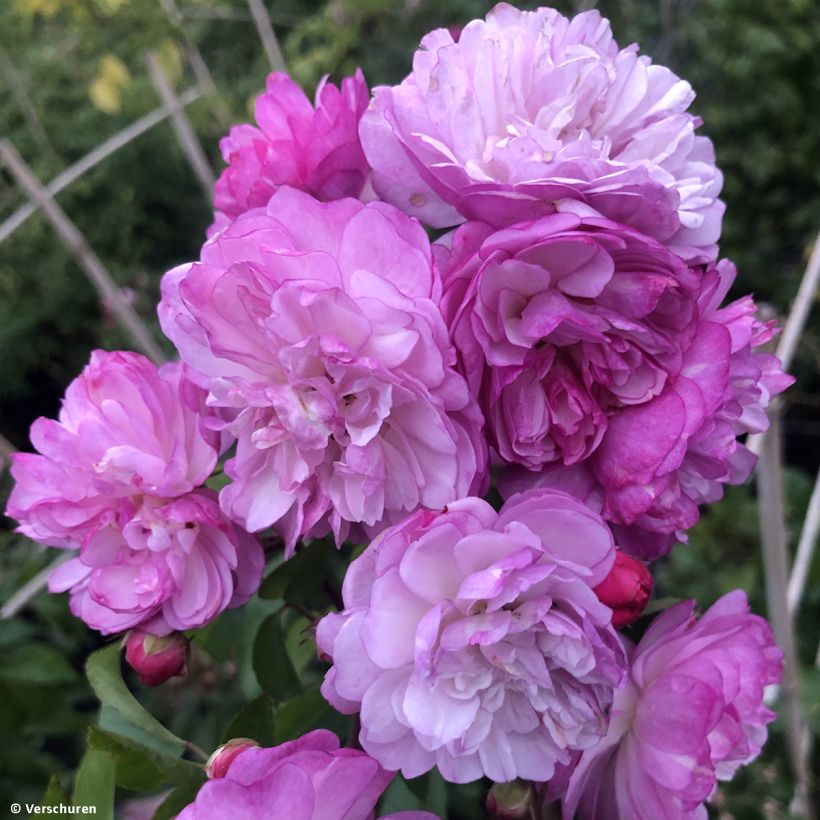 Rosa 'Lavender Siluetta' - Climbing Rose (Flowering)