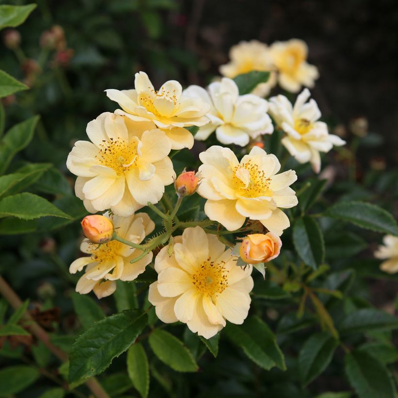 Rosa 'Sunny Siluetta' - Climbing Rose (Flowering)