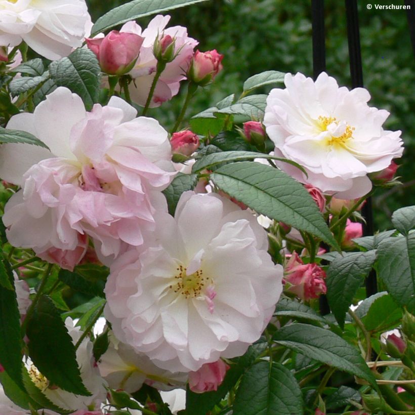 Rosa 'Sweet Siluetta' - Climbing Rose (Flowering)