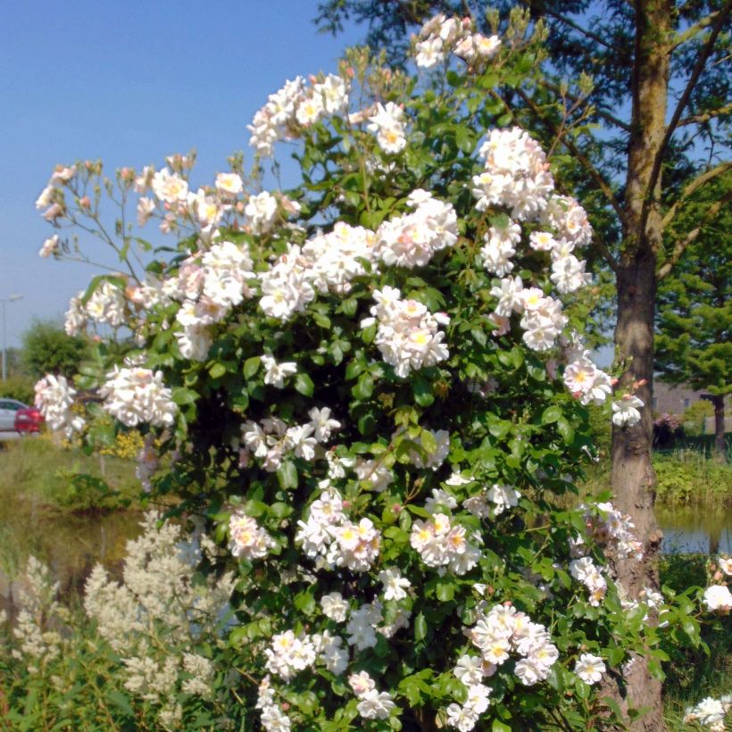 Rosa 'Sourire d'Orchidée' - Climbing Rose (Plant habit)