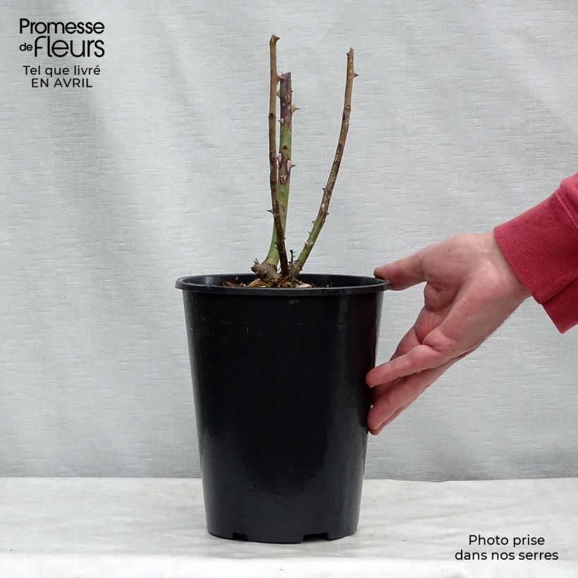 Rosa 'That's Jazz' - Climbing Rose 4L/5L pot sample as delivered in spring