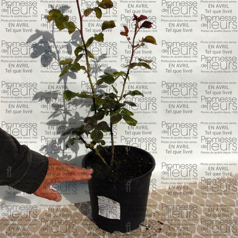 Example of Rosa 'Times Past' - Climbing Rose 4L/5L pot specimen as delivered