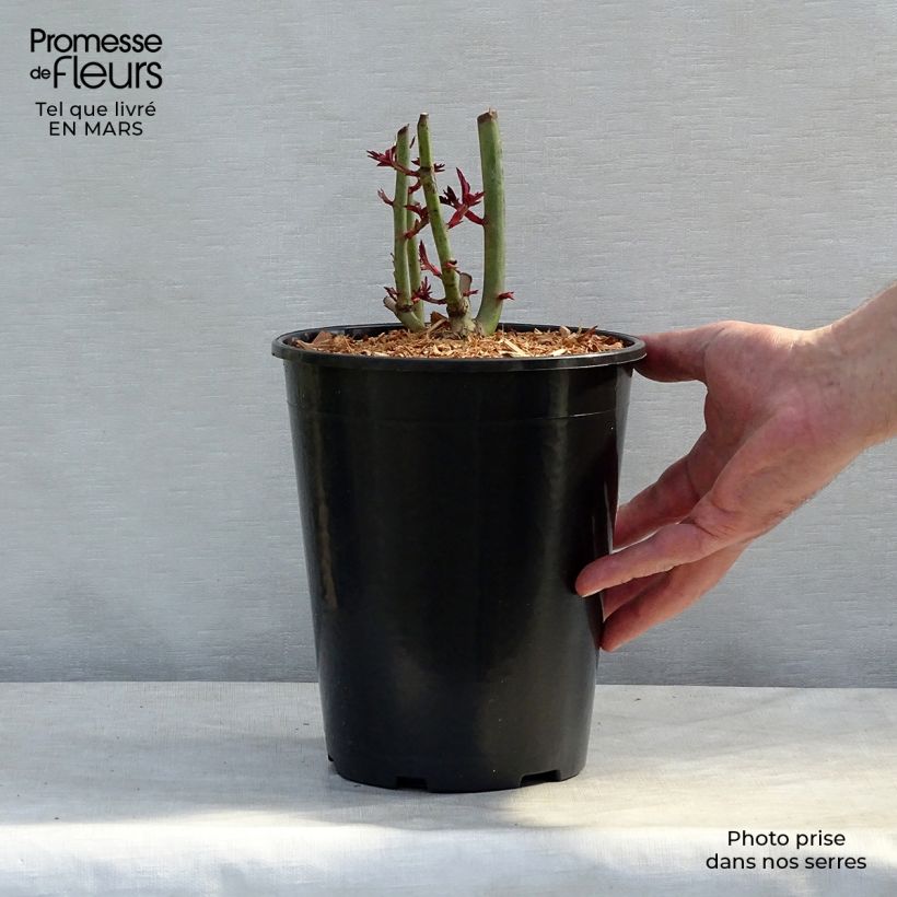 Rosa x filipes 'Treasure Trove' - Rambling Rose 4L/5L pot sample as delivered in spring