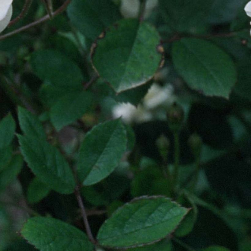 Rosa moschata Trier - Climbing Rose (Foliage)