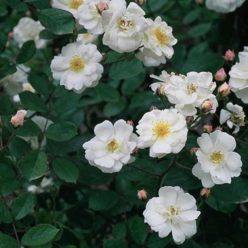 Rosa moschata Trier - Climbing Rose (Flowering)