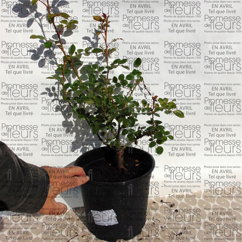 Example of Rosa Valse 4L/5L pot specimen as delivered