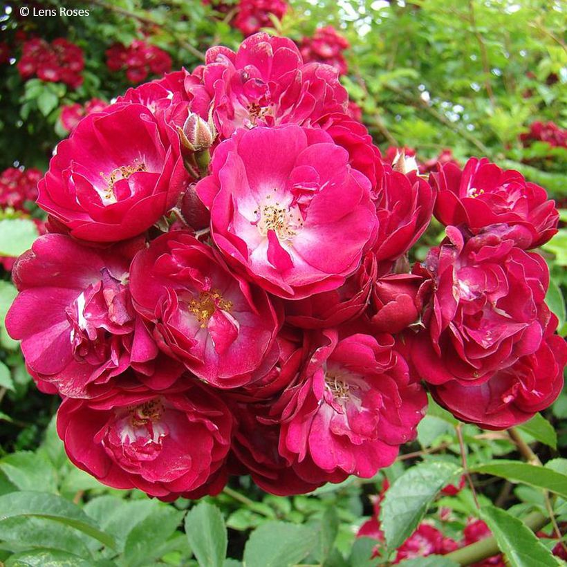 Rosa Wilderode- Bourbon Rose (Flowering)