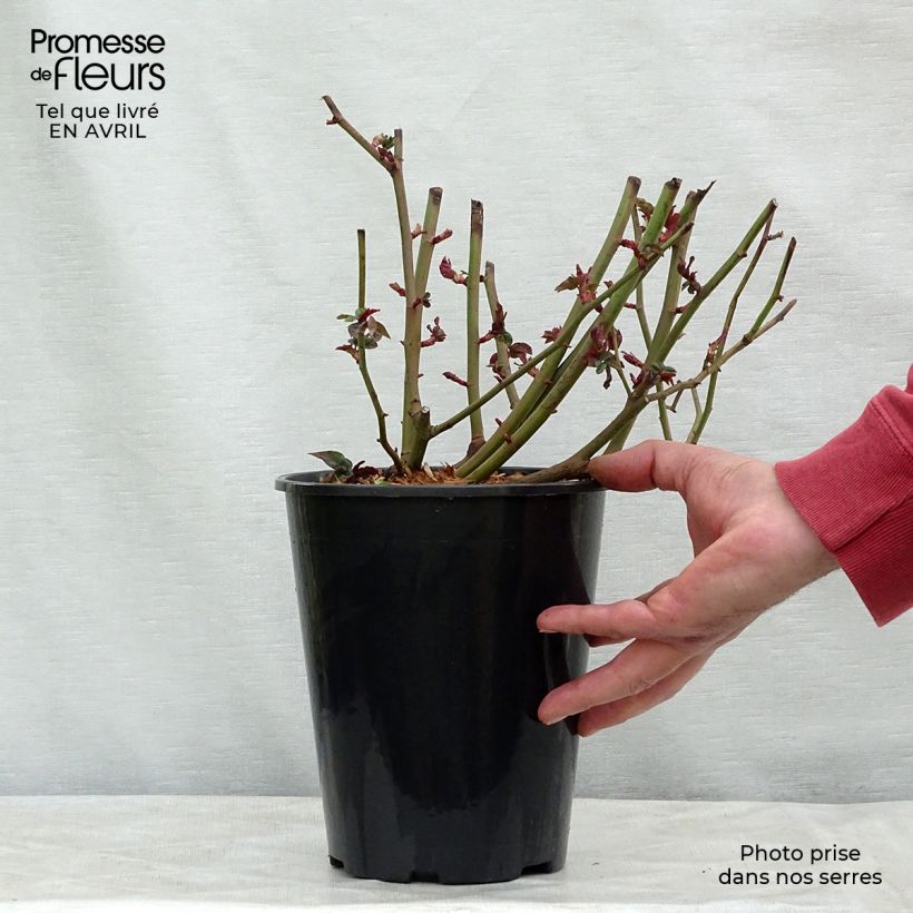 Rosa x Bourbon 'Zéphirine Drouhin' - Climbing Rose 4L/5L pot sample as delivered in spring