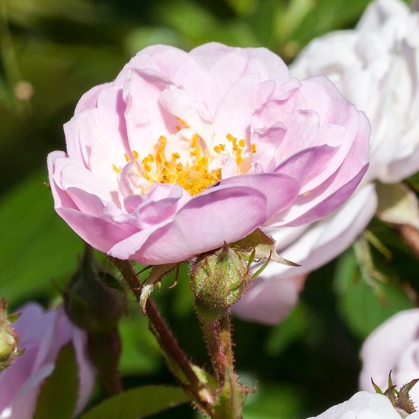 Rosa 'Little Rambler' - Rambling Rose (Flowering)