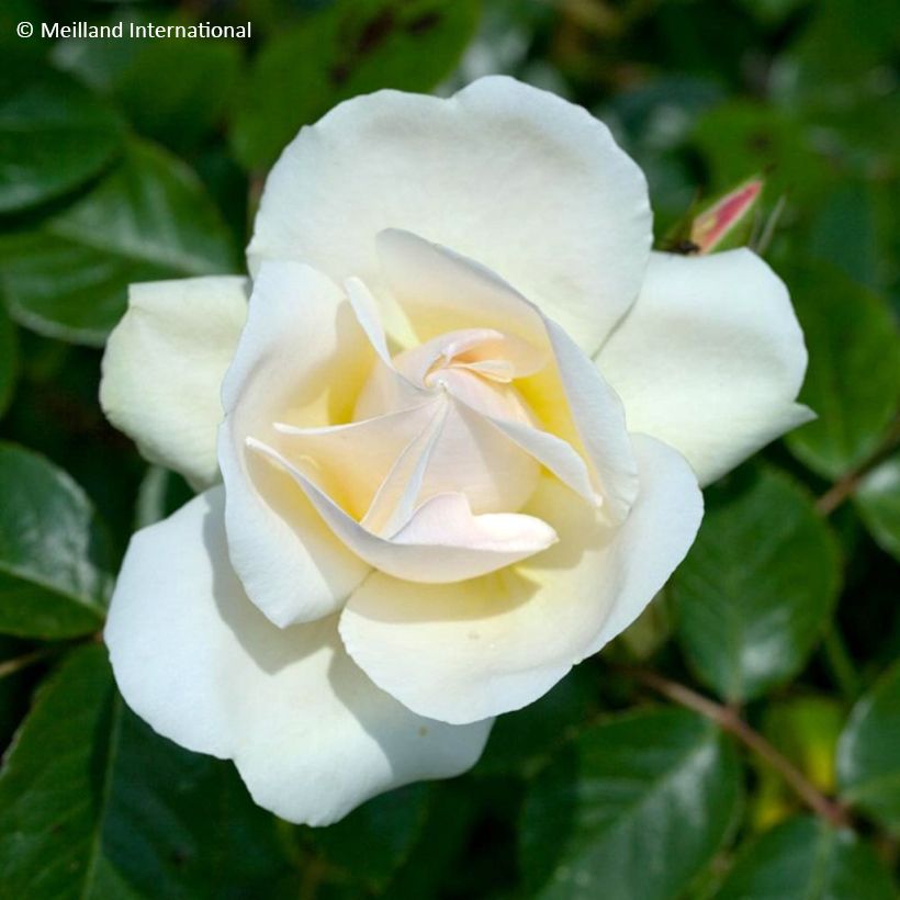 Rosa  'Meibeljenb' LOOPING® JEAN HONORE MUS® - Rosier liane Jean Mus, Rosier liane Looping, Rosier grimpant Jean Honore Mus (Flowering)