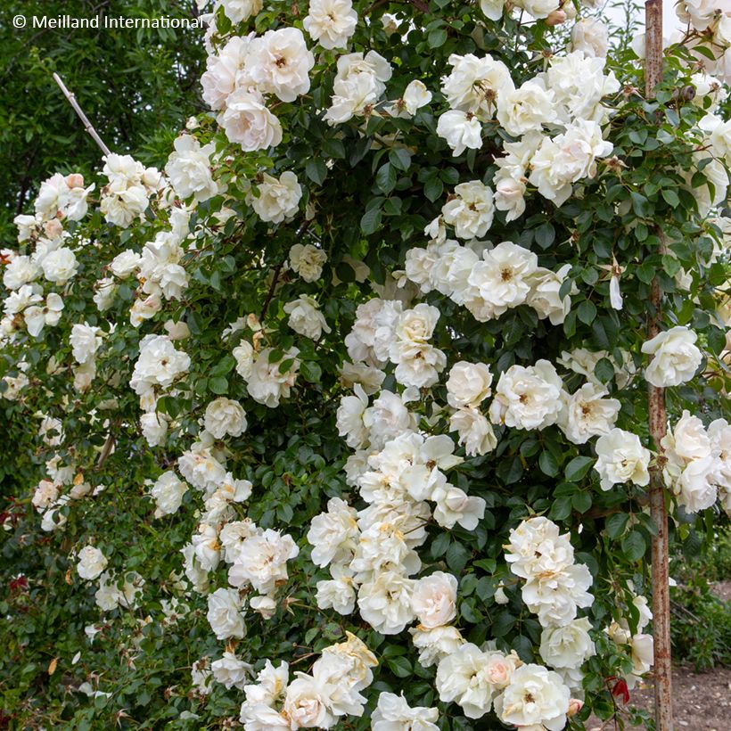 Rosa  'Meibeljenb' LOOPING® JEAN HONORE MUS® - Rosier liane Jean Mus, Rosier liane Looping, Rosier grimpant Jean Honore Mus (Plant habit)