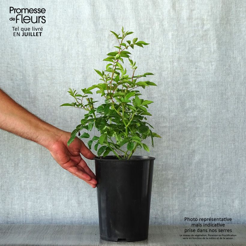 Rosa Blush Rambler - Climbing Rose 4L/5L pot sample as delivered in summer