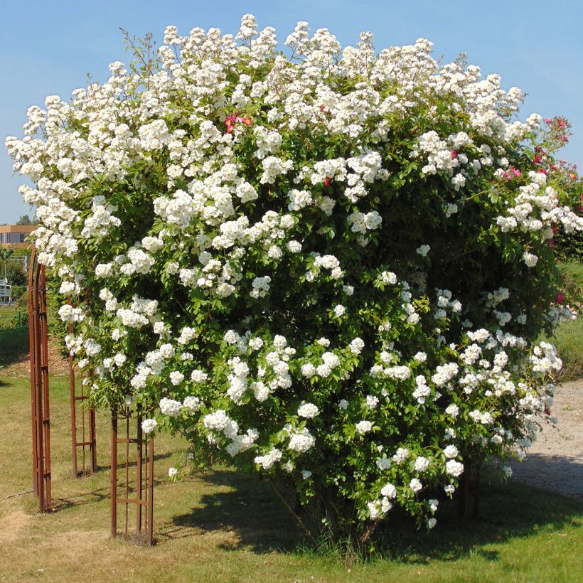 Rosa x multiflora Bobbie James - Multiflora Rambling Rose (Plant habit)