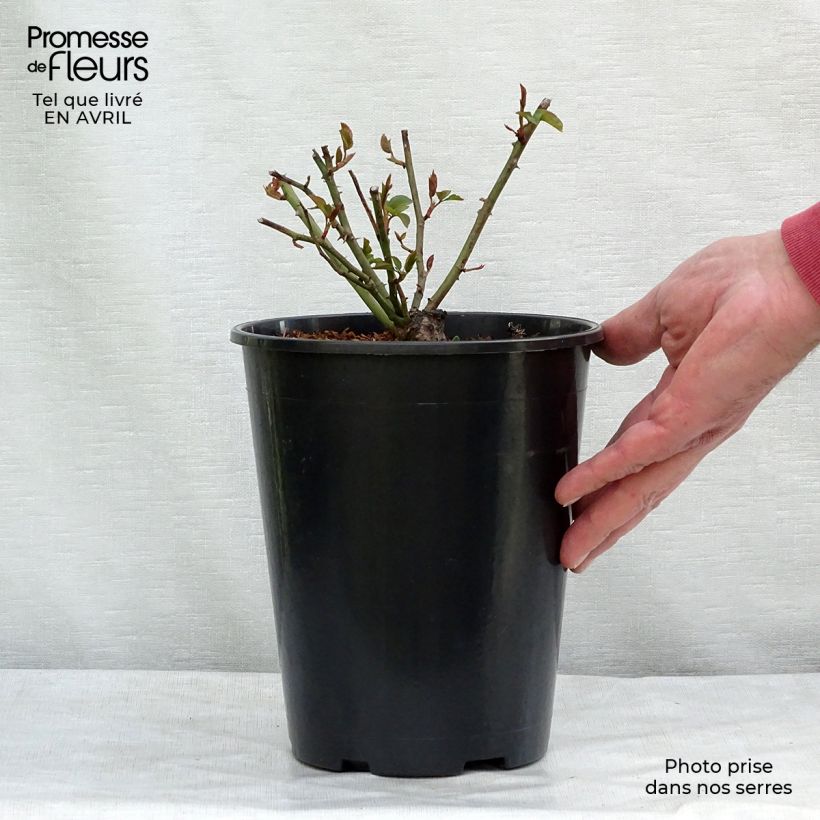 Rosa Felicité et Perpétue - Climbing Rose 4L/5L pot sample as delivered in spring