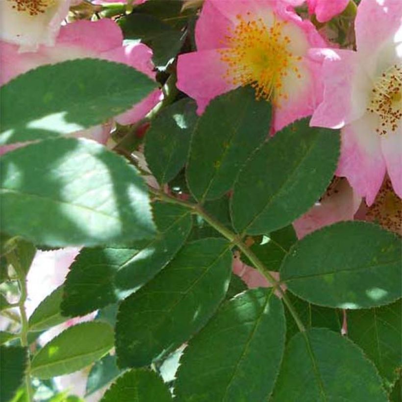 Rosa x soulieana Kew Rambler (Foliage)