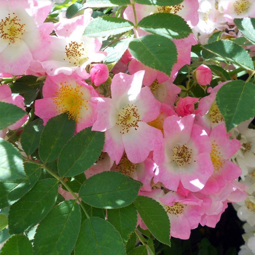 Rosa x soulieana Kew Rambler (Flowering)