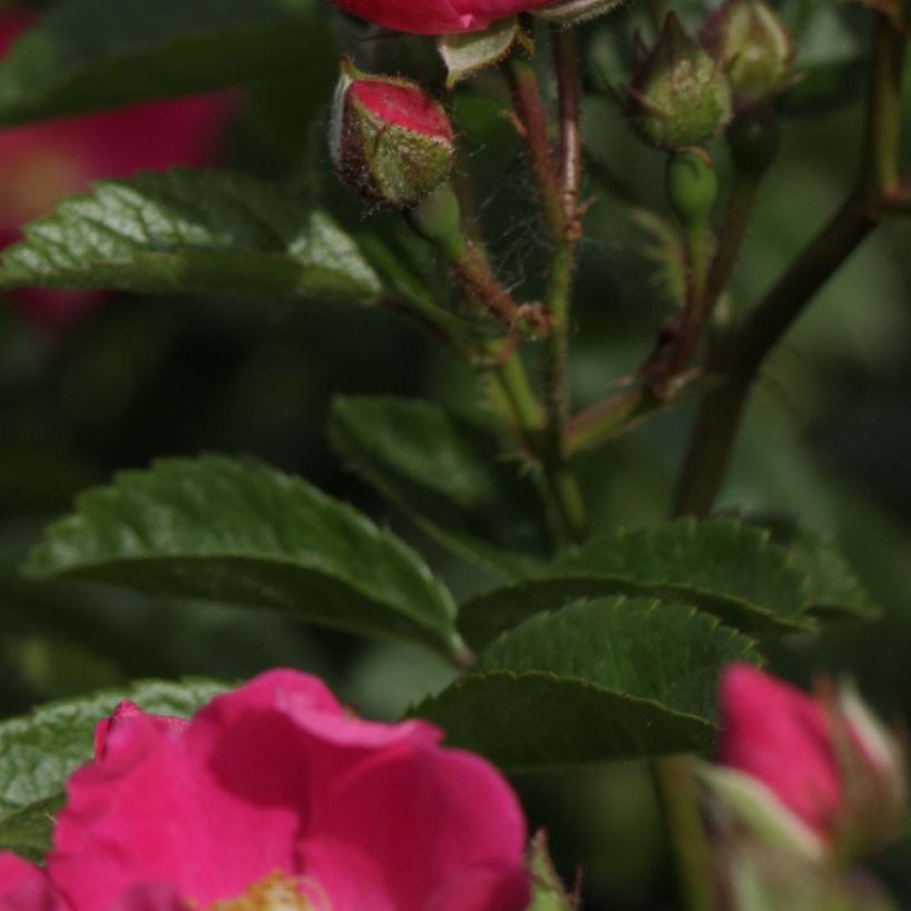 Rosa x multiflora Maria Lisa - Multiflora Climbing Rose (Foliage)