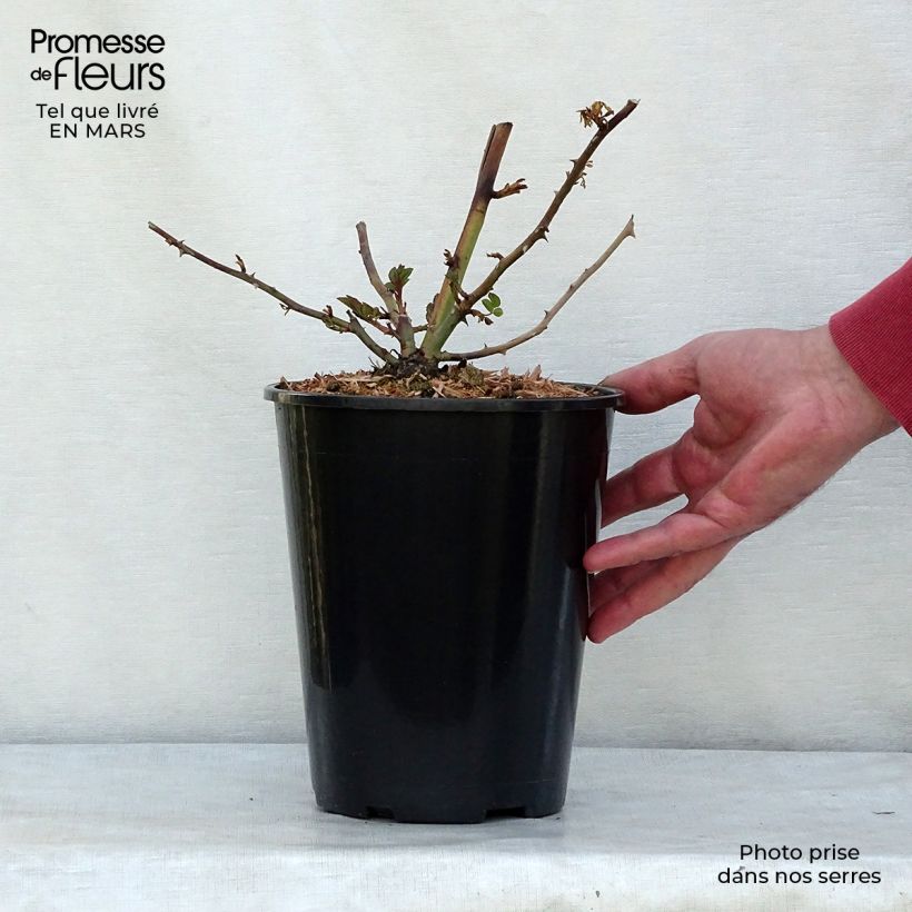 Rosa x moschata 'Paul's Himalayan Musk' - Rambling Rose 4L/5L pot sample as delivered in spring