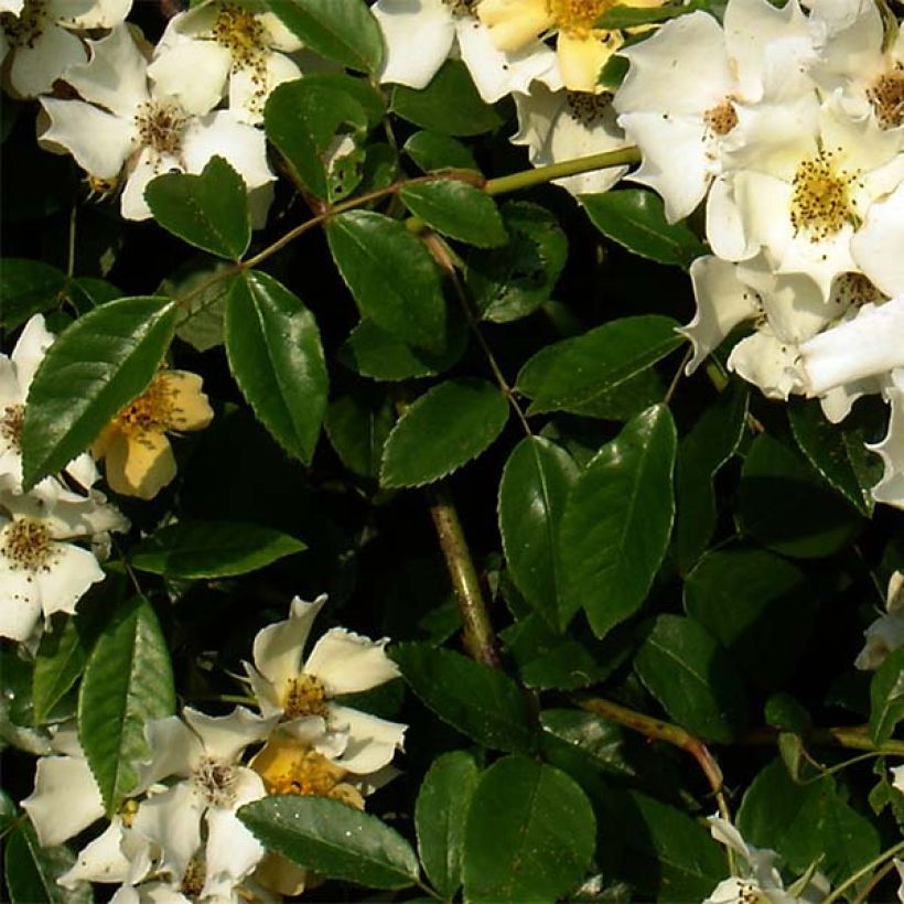 Rosa Wedding Day - Rambling Rose (Foliage)