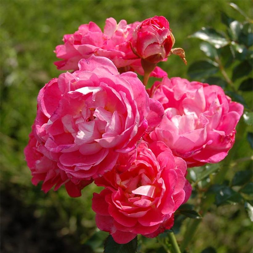 Rosa x polyantha 'Charmant' - Miniature Rose (Flowering)