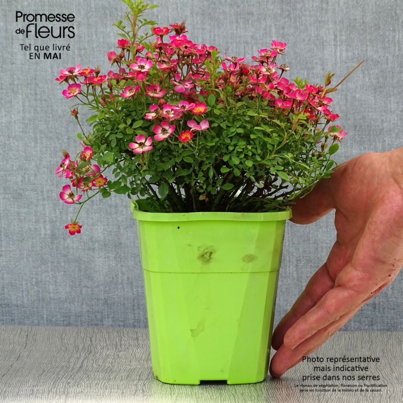Rosa x hybrida Cutie Pie - Dwarf Rose 1.5L/2L pot sample as delivered in spring