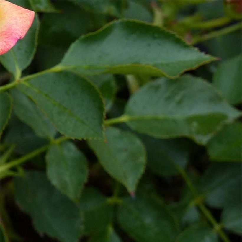 Rosa x polyantha - Lilliputs - 'Little Sunset' - Miniature Rose (Foliage)
