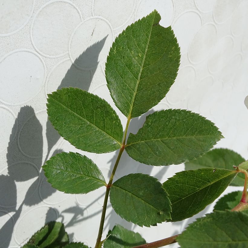 Rosa x polyantha Bordure Blanche - Polyantha Rose (Foliage)