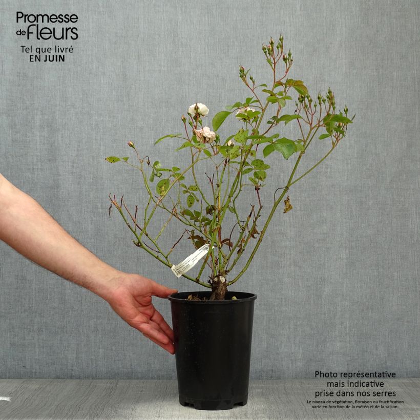 Rosa x polyantha Bordure Blanche - Polyantha Rose sample as delivered in spring