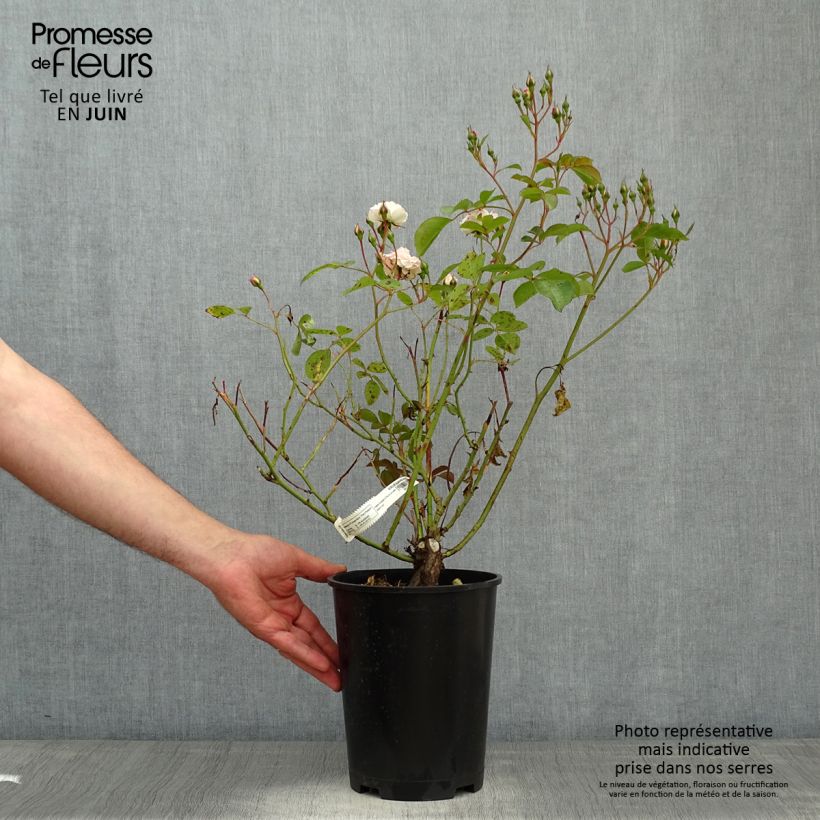 Rosa x polyantha Bordure Blanche - Polyantha Rose 2L/3L pot sample as delivered in spring