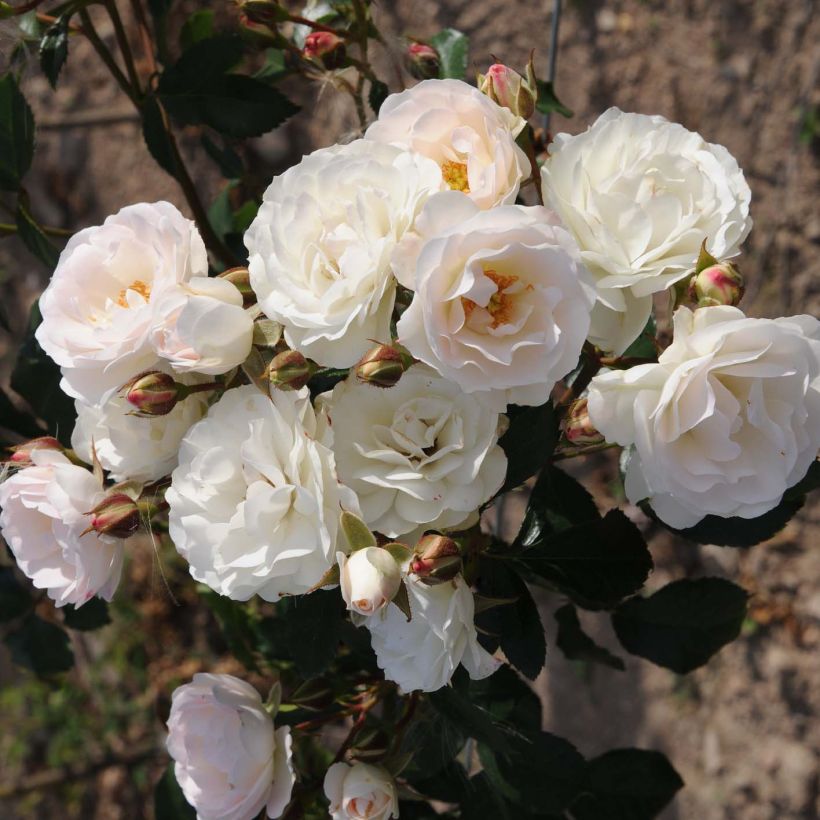Rosa x polyantha Bordure Blanche - Polyantha Rose (Flowering)