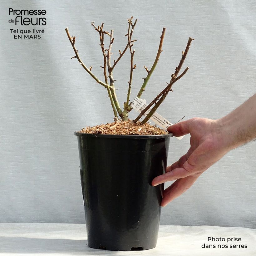 Rosa x polyantha Bordure Camaïeu delcapo - Dwarf Shrub Rose 3L/4L pot sample as delivered in spring