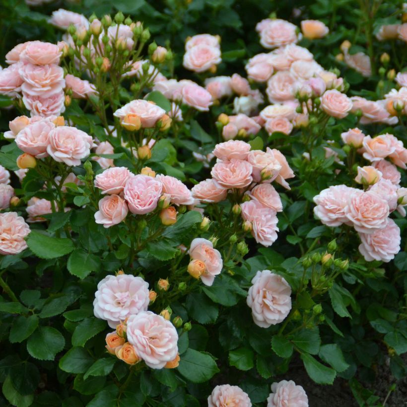 Rosa x polyantha Bordure Nacrée - Polyantha Rose (Flowering)