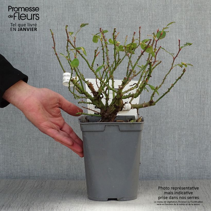 Rosa x polyantha Bordure Rose - Polyantha Rose 2L/3L pot sample as delivered in winter