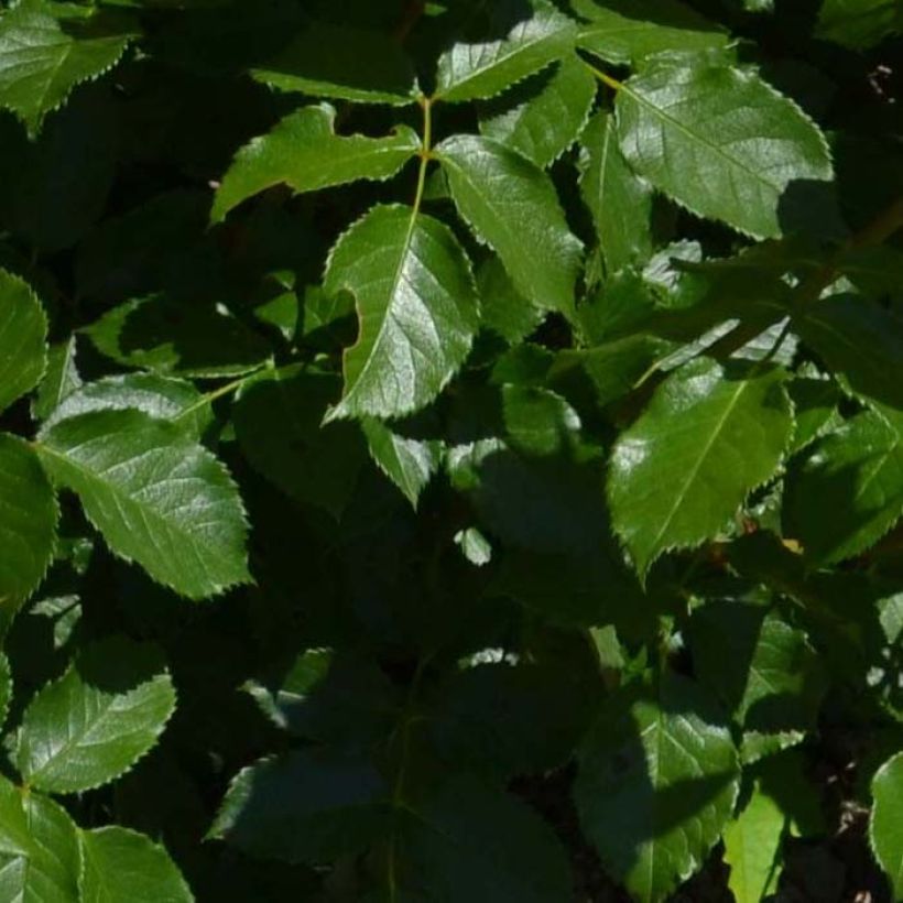 Rosa x polyantha Bordure Rose - Polyantha Rose (Foliage)