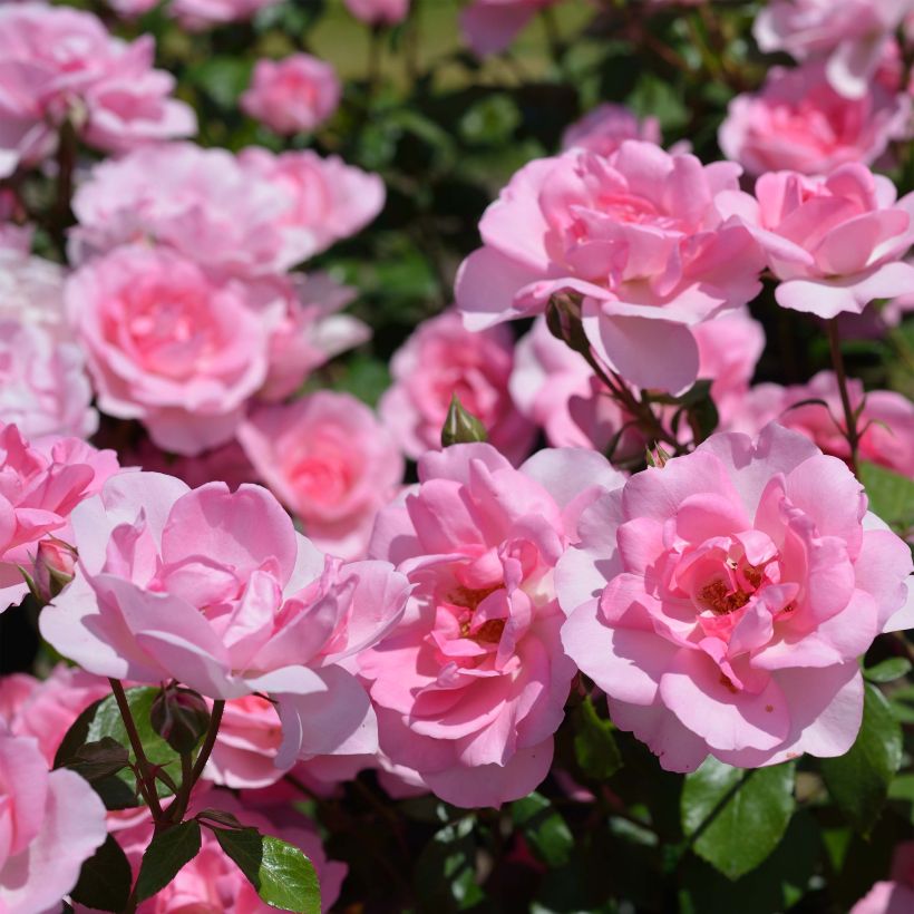 Rosa x polyantha Bordure Rose - Polyantha Rose (Flowering)
