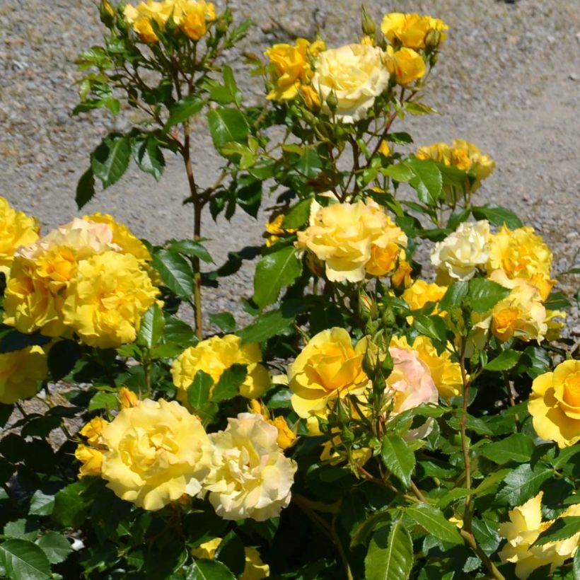 Rosa x polyantha Bordure d'Or - Polyantha Rose (Flowering)