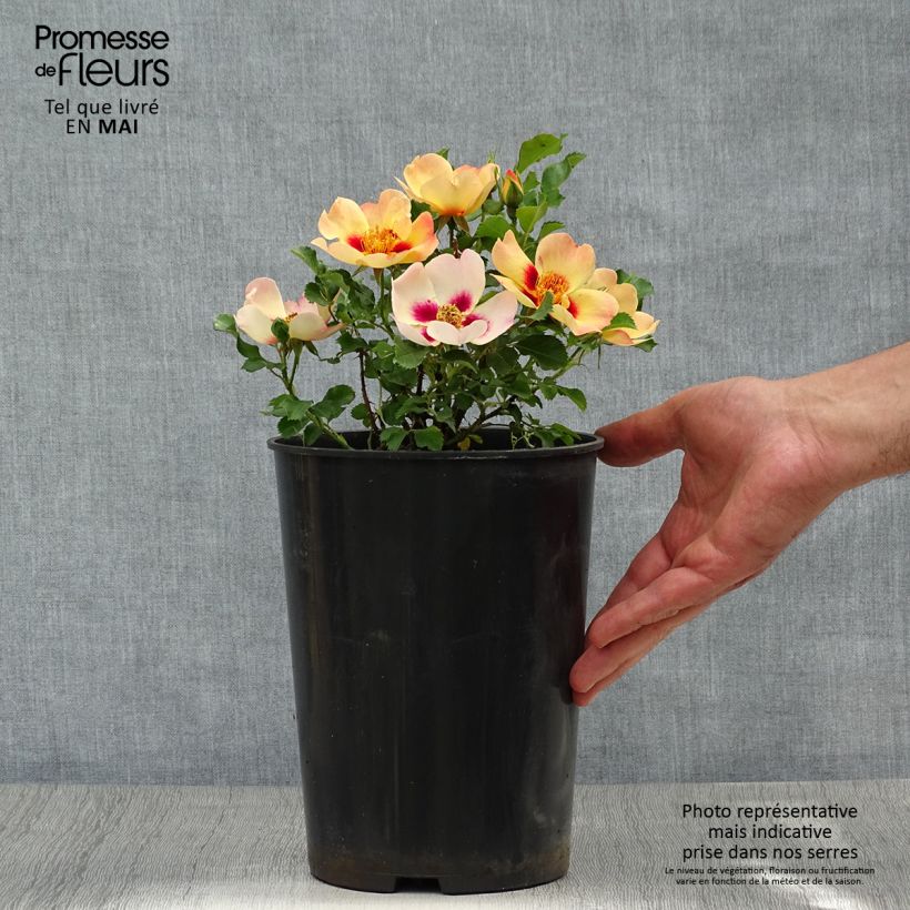 Rosa x persica 'Coral Babylon Eyes' - Miniature Rose 4L/5L pot sample as delivered in spring