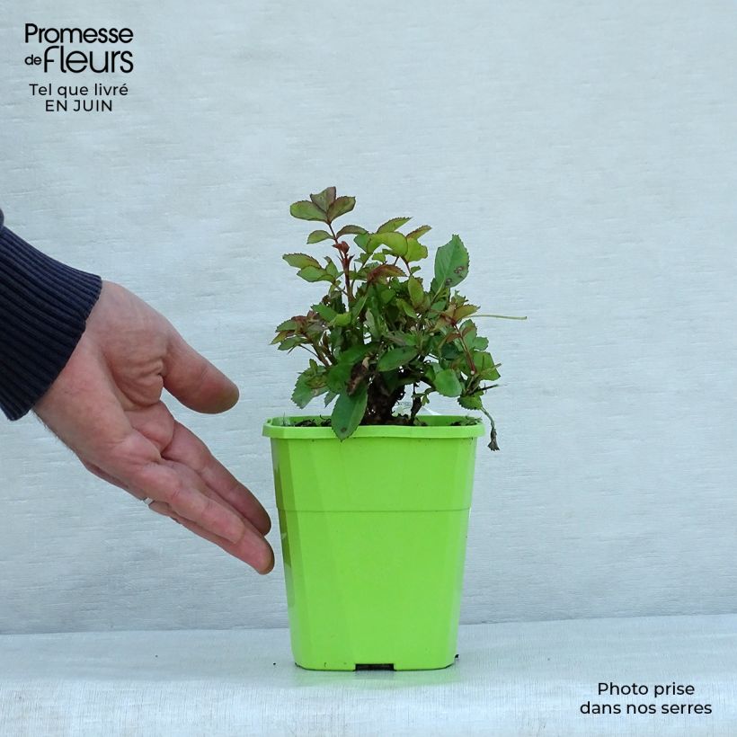 Rosa x polyantha 'Sans Contrainte' 'Anne Roumanoff' - Shrub Rose 1.5L/2L pot sample as delivered in summer