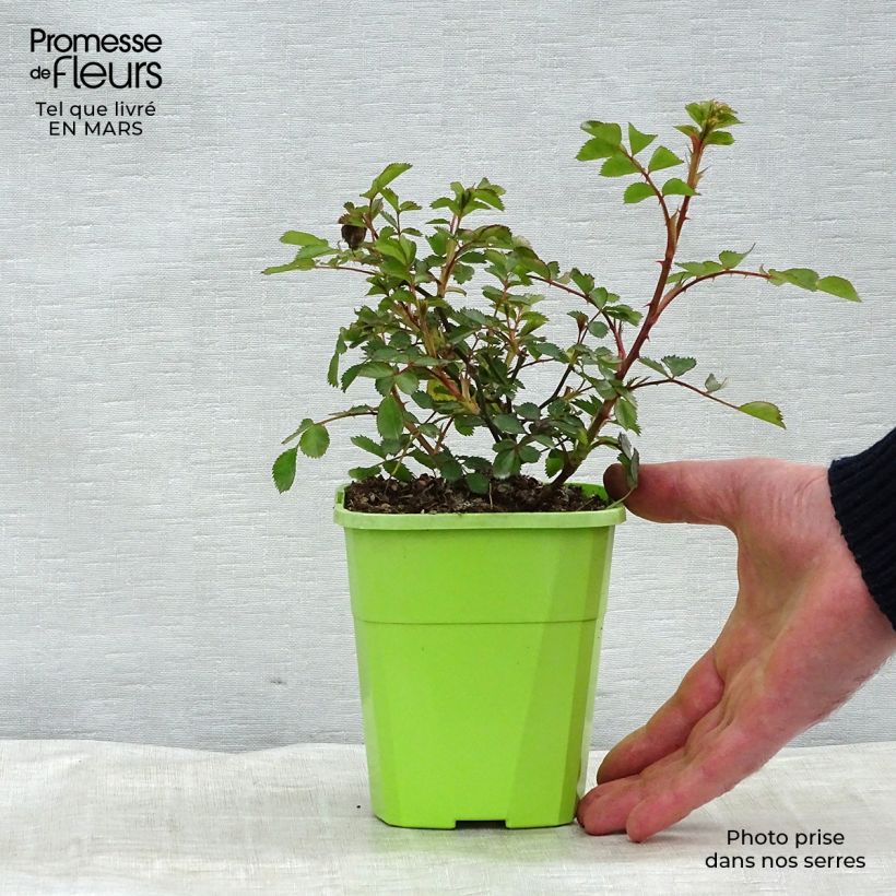 Rosa Lilliputs - Flirt 2011 - Miniature Rose 1.5L/2L pot sample as delivered in spring