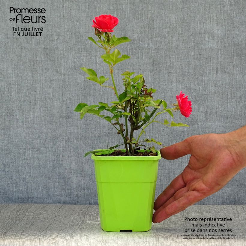 Rosa x polyantha - Lilliputs 'Mandarin' - Miniature Rose 1.5L/2L pot sample as delivered in summer