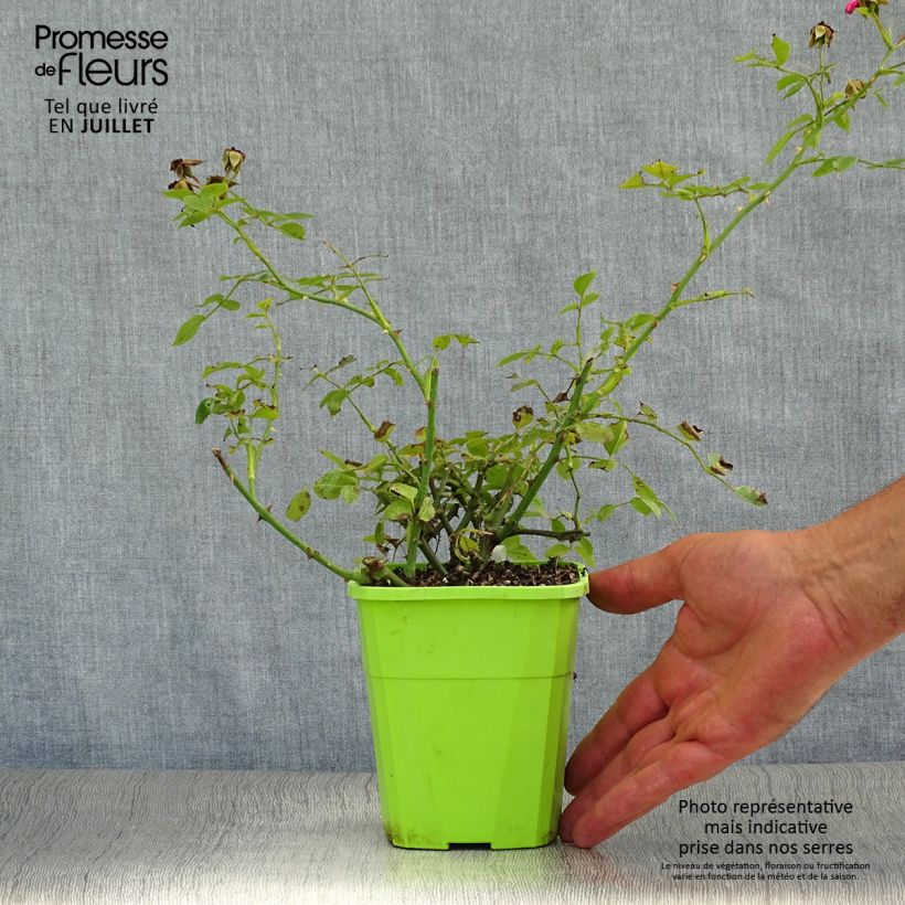 Rosa x polyantha LILLIPUTS Roxy - Dwarf Rose 1.5L/2L pot sample as delivered in summer