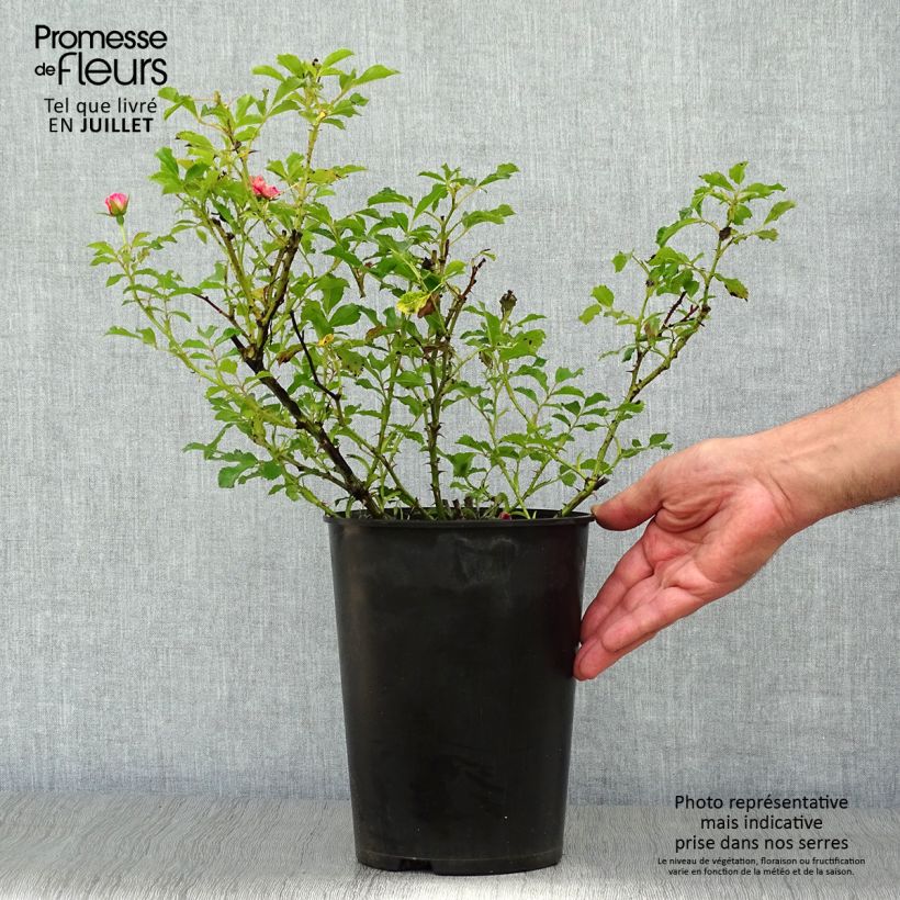 Rosa x persica 'Queen Babylon Eyes' - Miniature Rose 4L/5L pot sample as delivered in summer
