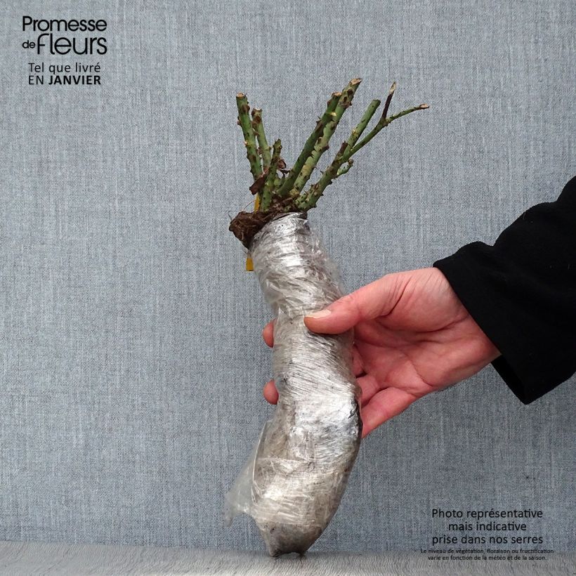 Rosa x polyantha Ruby Ruby - Polyantha Rose Wrapped bare root sample as delivered in winter
