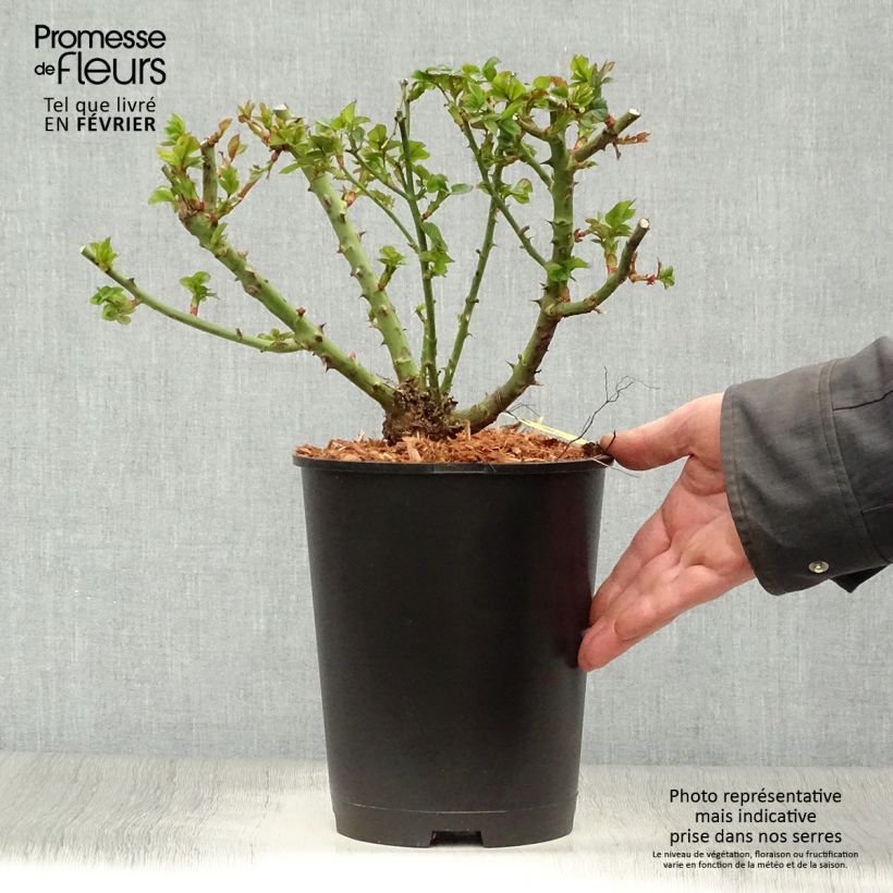 Rosa x polyantha Ruby Ruby - Polyantha Rose 2L/3L pot sample as delivered in winter