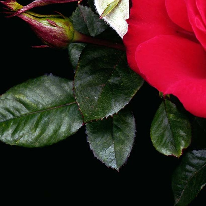 Rosa x polyantha Ruby Ruby - Polyantha Rose (Foliage)