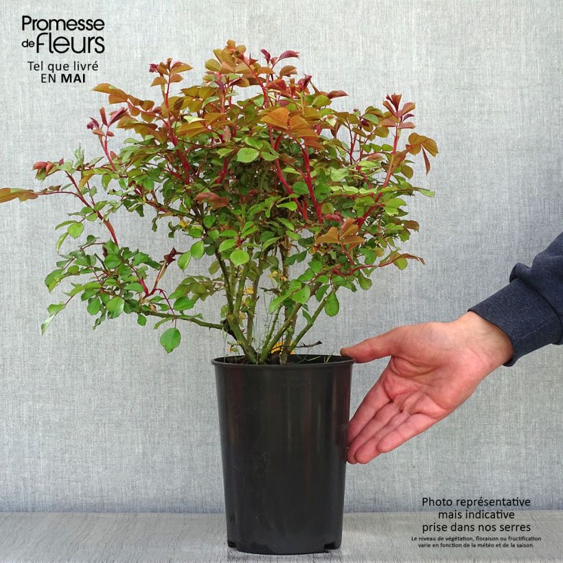 Rosa x polyantha 'Schneeküsschen' - Miniature Rose 2L/3L pot sample as delivered in spring