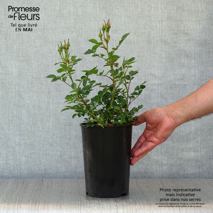 Rosa Sweet Dream 2L/3L pot sample as delivered in spring