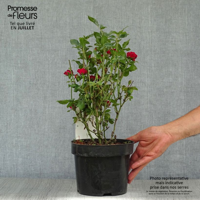Rosa x polyantha Zepeti - Dwarf Rose 3L/4L pot sample as delivered in summer